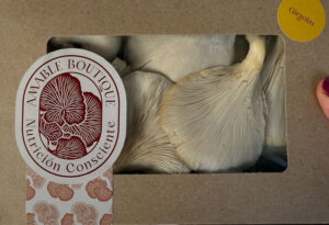 Hongos comestibles – Amable boutique